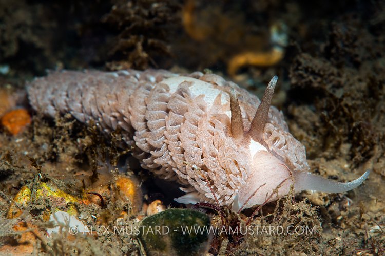 Nudibranch. UK