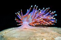 Nudibranch (Facelina auriculata). UK
