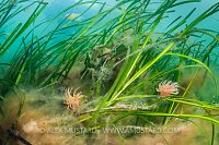 Seagrass Meadow. UK