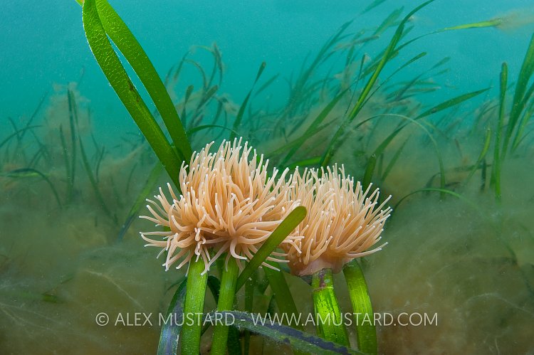 Anemones In Seagrass. UK