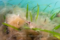 Great pipefish in algae. Dorset, England, UK.