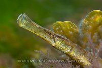 Deep-snouted pipefish (Syngnathus typhle), Swanage, Dorset, UK