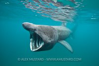 Basking shark with reflection.