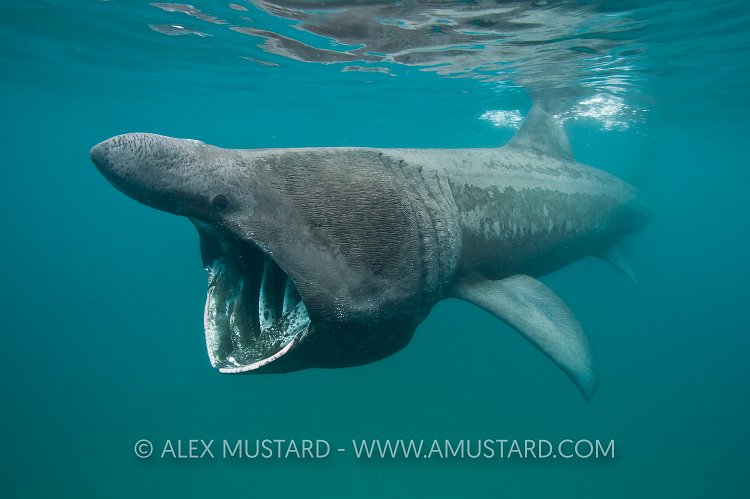 Basking shark. UK