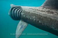 Basking shark feeding.
