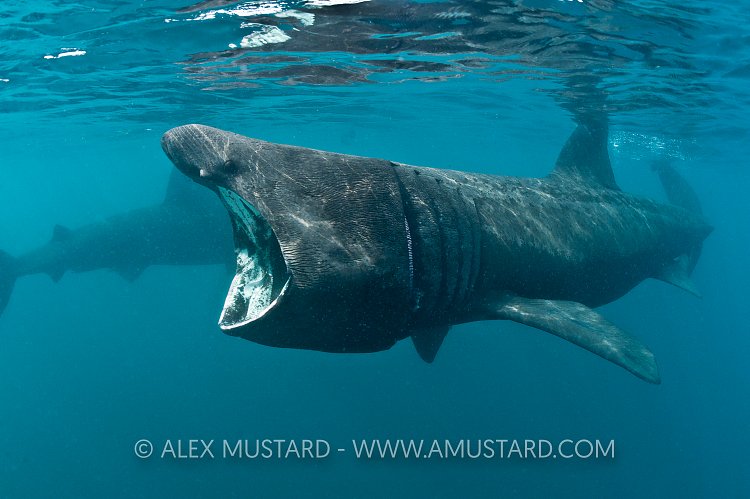 Basking sharks. Cornwall, UK.