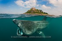 Basking shark at St Michael's Mount (manipulated image).