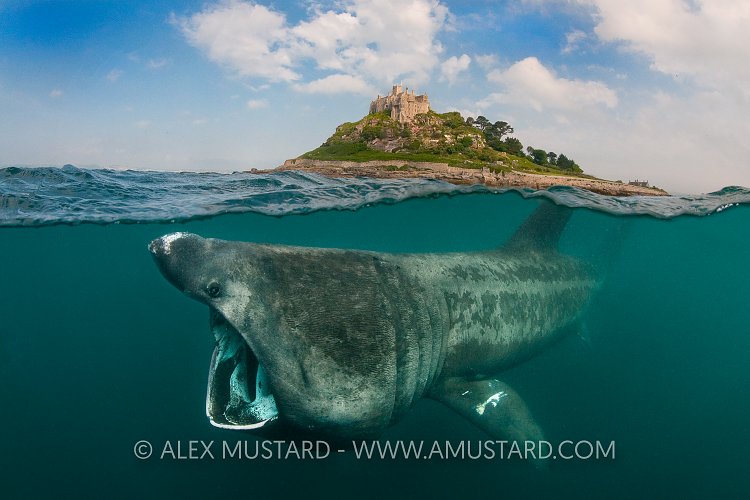 Basking shark at St Michael's Mount (manipulated image).