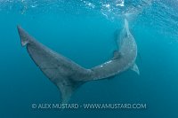 Basking shark feeding.