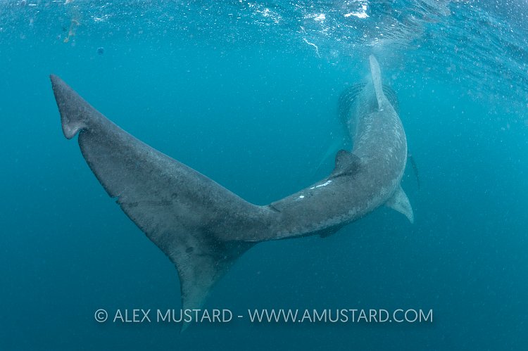 Basking shark feeding.