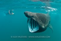 Basking shark and snorkeller. Cornwall, UK.