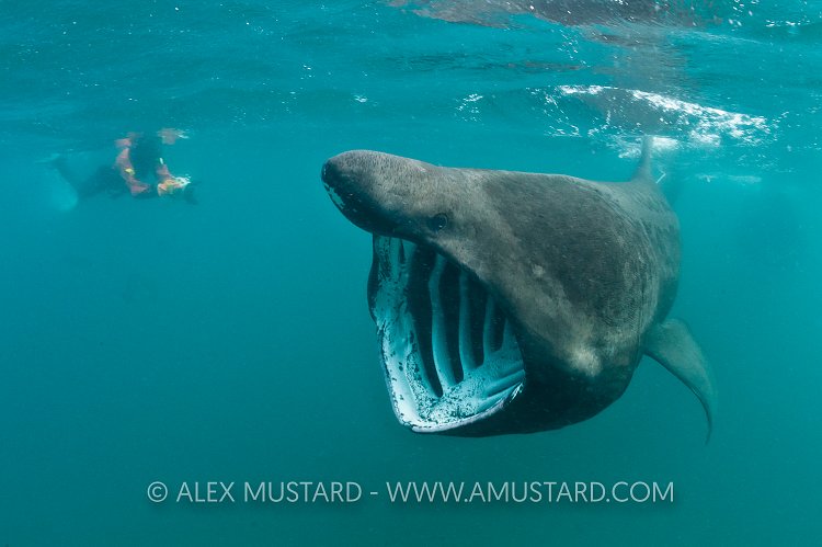 Basking shark and snorkeller. Cornwall, UK.