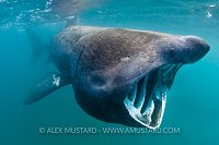 Basking Shark Feeding. Cornwall, UK.