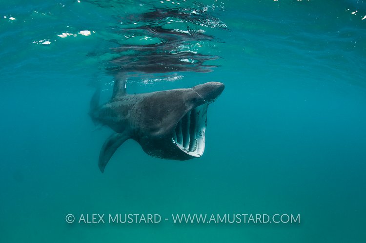 Basking shark. Cornwall, UK.