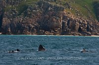Basking sharks. Cornwall, UK.