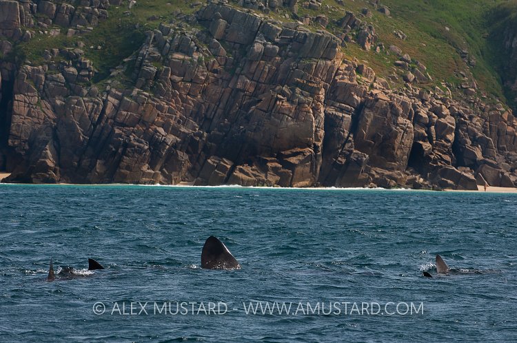Basking sharks. Cornwall, UK.
