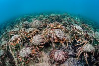 Crab Aggregation. England