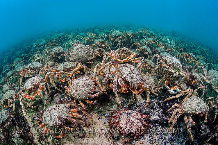 Crab Aggregation. England