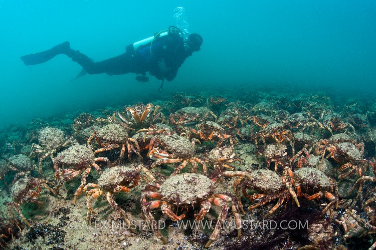Spider crab aggregation with diver. Dorset, England.