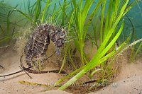 Spiny seahorse in seagrass. Dorset, Engalnd.