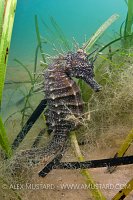 Adult female spiney seahorse. Dorset, UK.