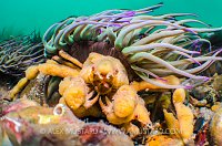 Leach's Spider Crabs. England.