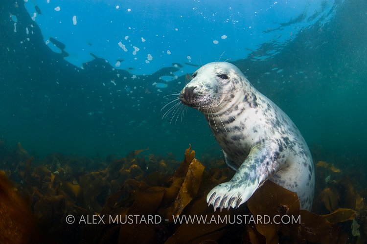 Seal in Kelp. Farne Islands, UK