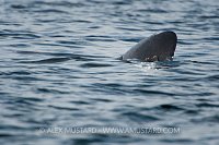Basking Shark Dorsal Fin. Coll, Scotland, UK.
