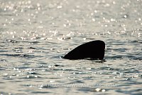 Basking Shark Dorsal Fin. Coll, Scotland, UK.