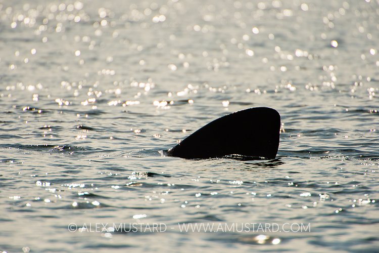 Basking Shark Dorsal Fin. Coll, Scotland, UK.