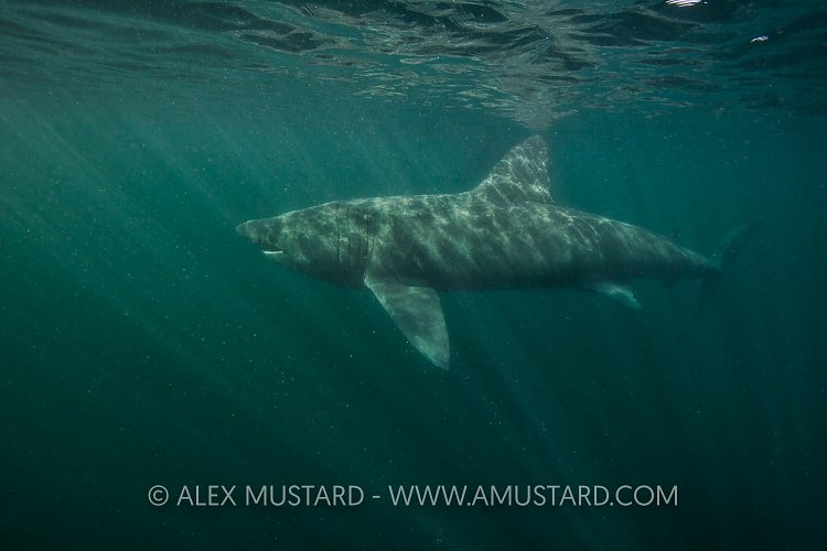 Basking Shark In Rays. Scotland.