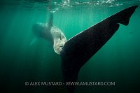 Basking Shark Tail. Coll, Scotland, UK.