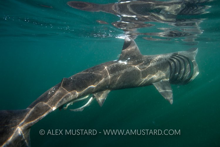 Basking Shark Feeding. Scotland.