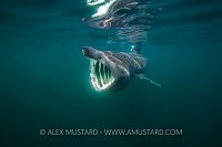 Basking Shark Feeding. Scotland.