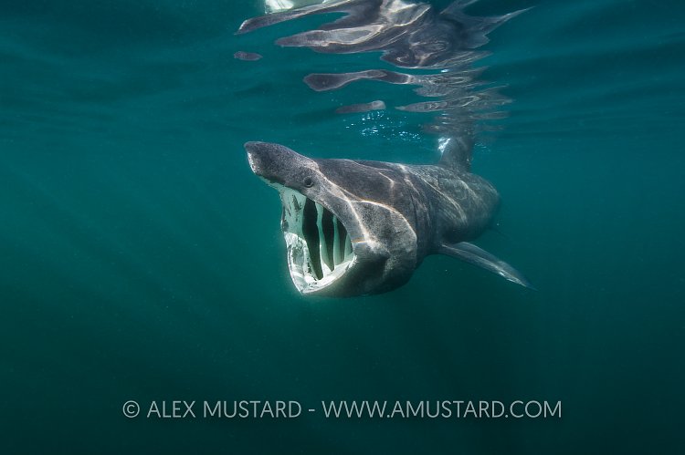 Basking Shark Feeding. Coll, Scotland, UK.