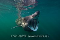 Basking Shark Feeding. Scotland.