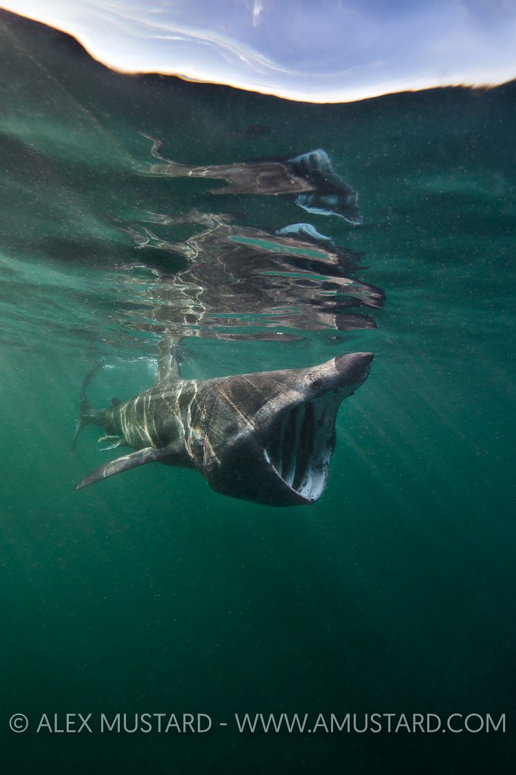 Feeding Basking Shark. UK