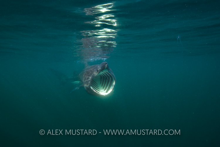 Basking Shark Feeding. Scotland.