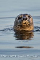 Common Seal Portrait. Coll, Scotland