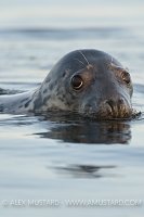 Grey Seal Portrait. Coll, Scotland, UK