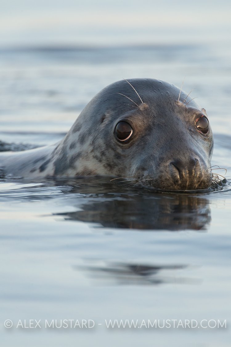 Grey Seal Portrait. Coll, Scotland, UK
