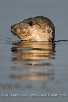 Grey Seal Portrait. Coll, Scotland, UK