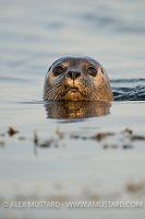 Common Seal Portrait. Coll, Scotland