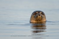 Common Seal Portrait. Coll, Scotland