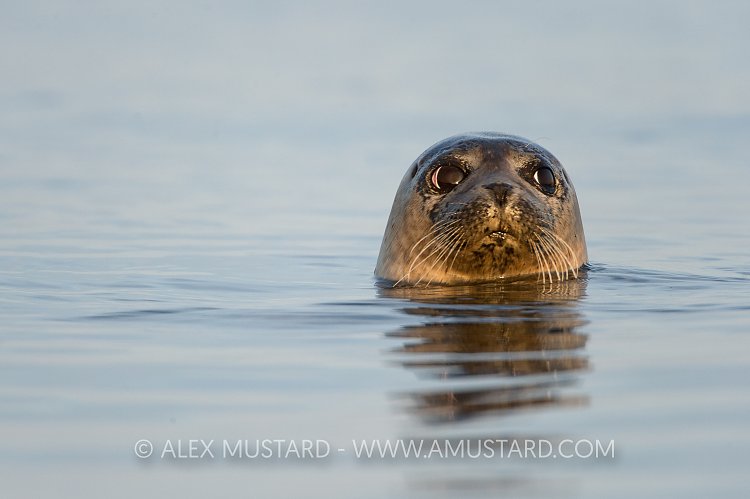 Common Seal Portrait. Coll, Scotland