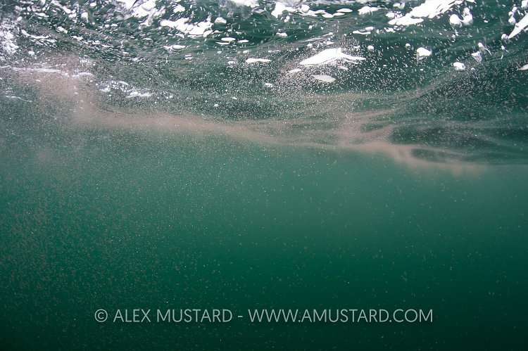 Basking Shark Food. Scotland.