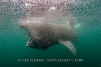 Basking Shark In Dense Zooplankton. Coll, UK.