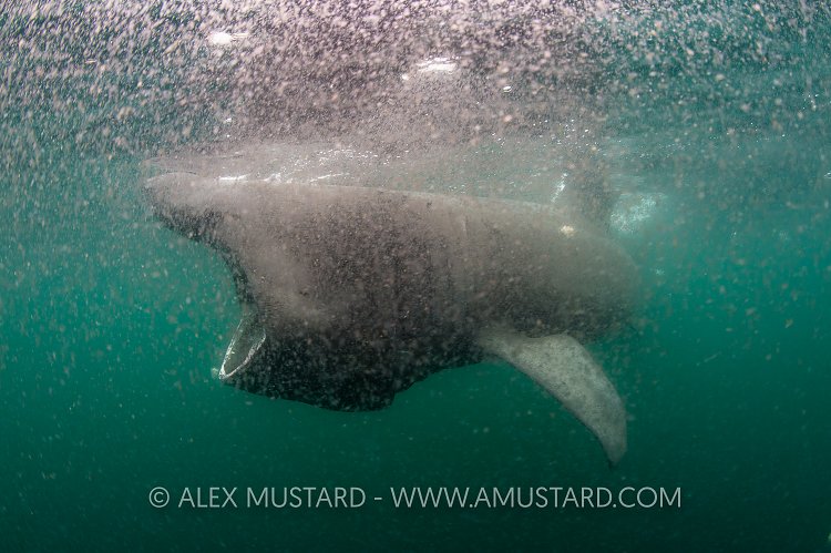 Basking Shark In Dense Zooplankton. Coll, UK.