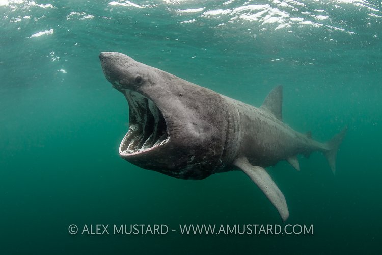 Basking Shark Feeding. Coll, Scotland, UK.
