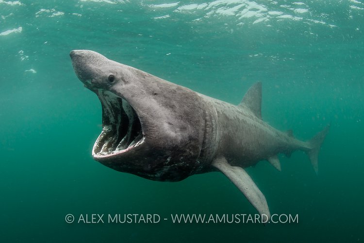 Basking Shark Feeding. Coll, Scotland, UK.